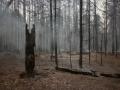 Ущерб от лесных пожаров вчетверо превысил расходы на лесное хозяйство 