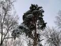 Совет при правительстве РФ обсудит проблемы лесного хозяйства