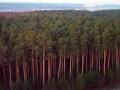 Попытка создания в России системы государственной инвентаризации лесов закончилась полным провалом 